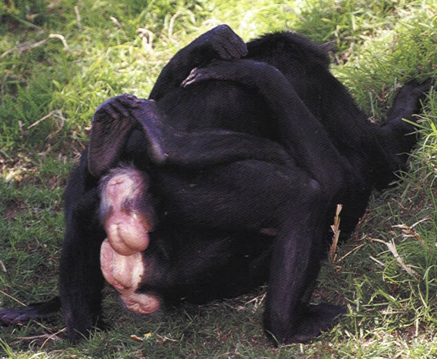 Female Bonobos do the Hoka-Hoka, a.k.a. GG-Rubbing Photo: Franz Lanting, fr...