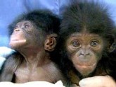 Baby Bonobos Tutapenda and Mali 