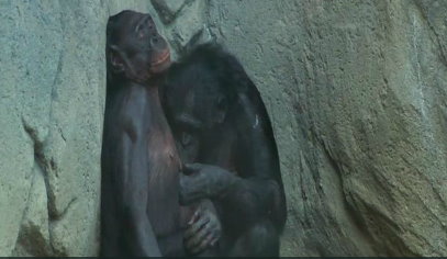 Bonobos Play at the San Diego Zoo. Still Photo from "The Monkey Bible Story Project Episode 16: The Bonobo Way"