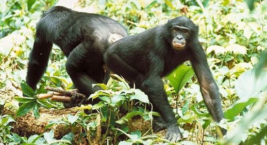 Unlike Trump Bros who support their idol's calls for lethal violence and war, bonobo males make peace through rump-rubbing. Photo: Arkive