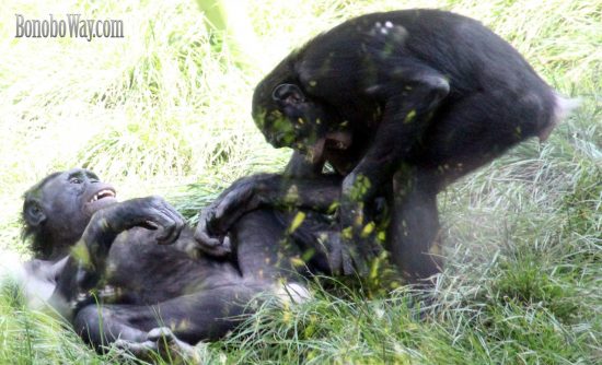 Bonobos at play. Photo: Abe