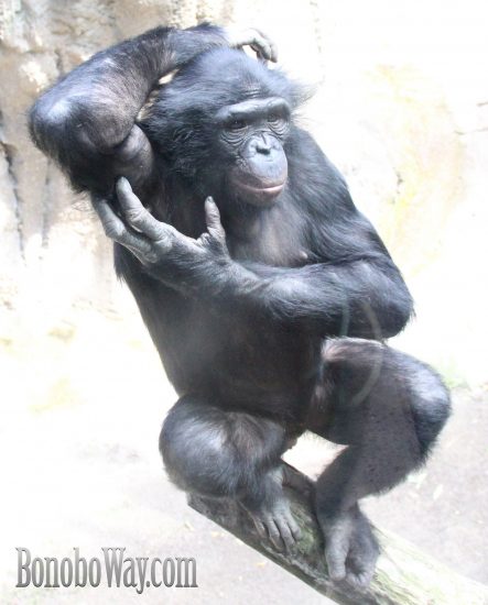 Bonobo matters. Photo: Abe
