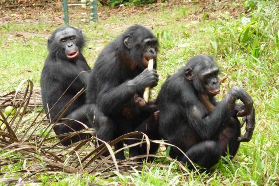 Are Bonobos Charmed? Bonobo: Lola ya Bonobo