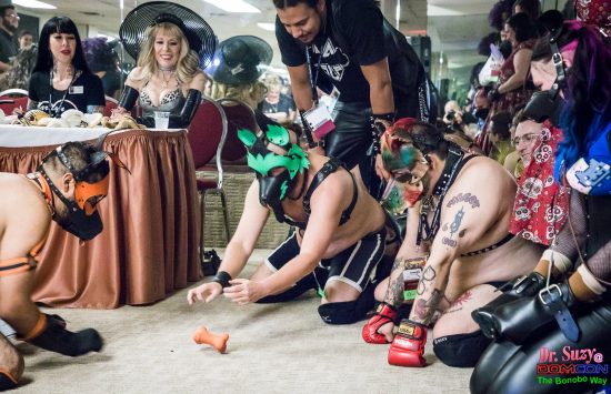 Human Dogs play as their Handlers watch at the Pet Awards. Photo: Jux Lii