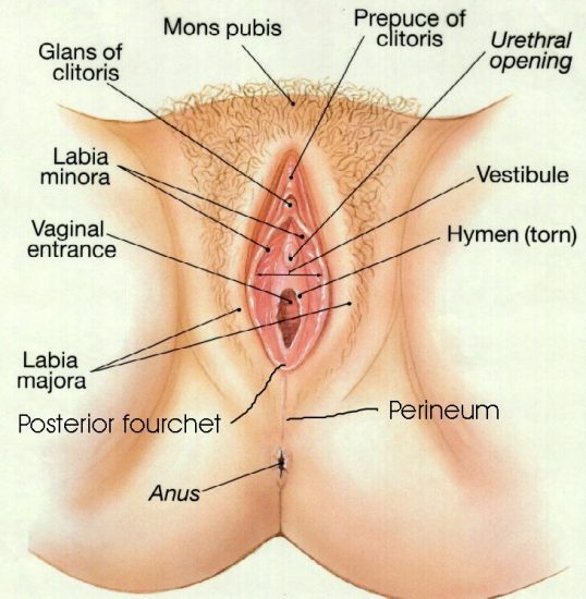 vagina-diagram