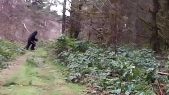 Bigfoot, a Black Bear or a big guy in a gorilla suit? 