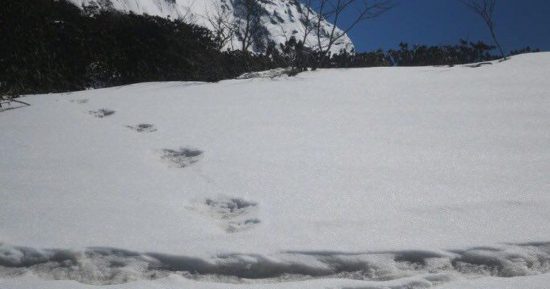 Yeti footprints in the Himalayan snow?