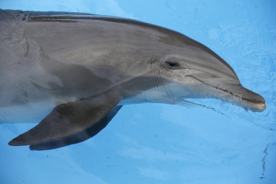 This captive dolphin committed suicide in a Georgia aquarium.