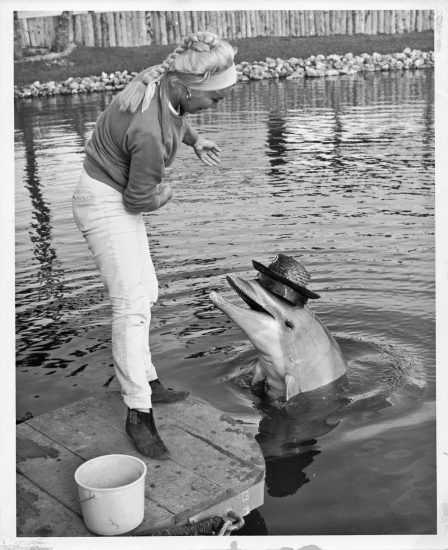 Dolphin wearing a hat performs tricks for food in Floridaland. Photo: Malcolm J. Brenner