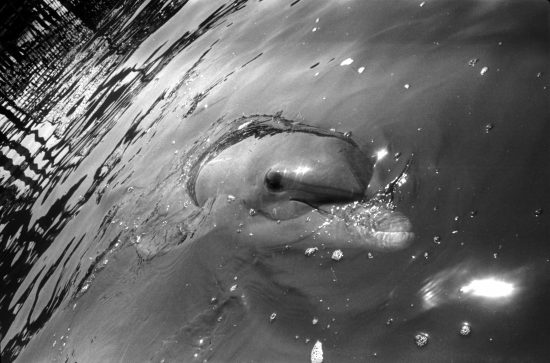 Dolly the Dolphin. Photo: Malcolm J. Brenner
