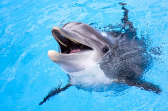 Some dolphins are trying to tell us something about life in our oceans.