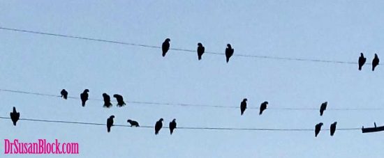 Wild Parrots assemble on the phone wires outside Bonoboville. Photo: Author