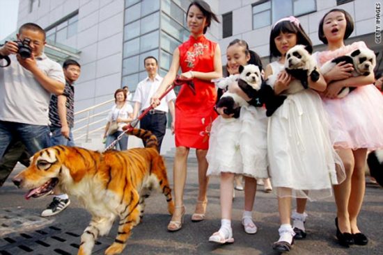 Chinese Chow Dogs groomed and painted to look like pandas and a German shepherd styled like a tiger!