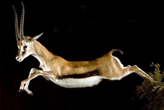 Leaping Verona over Leaping Gazelle